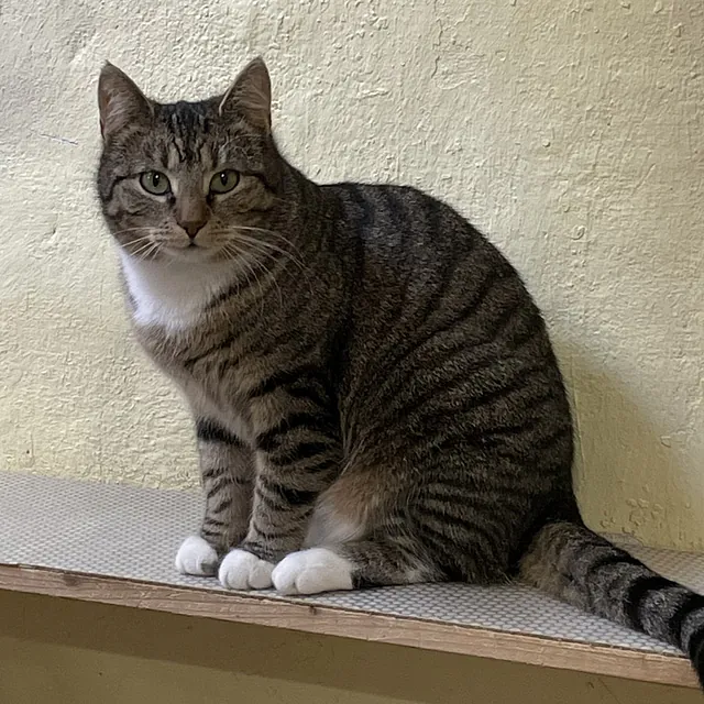Katze Bild - Tierschutzverein Goslar und Umgebung aus Goslar