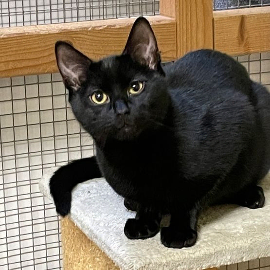 Katze Bild - Tierschutzverein Goslar und Umgebung aus Goslar