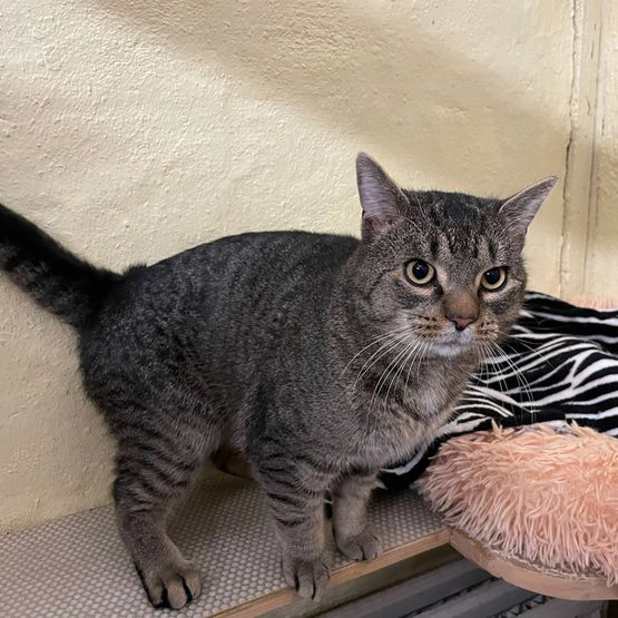 Katze Bild - Tierschutzverein Goslar und Umgebung aus Goslar