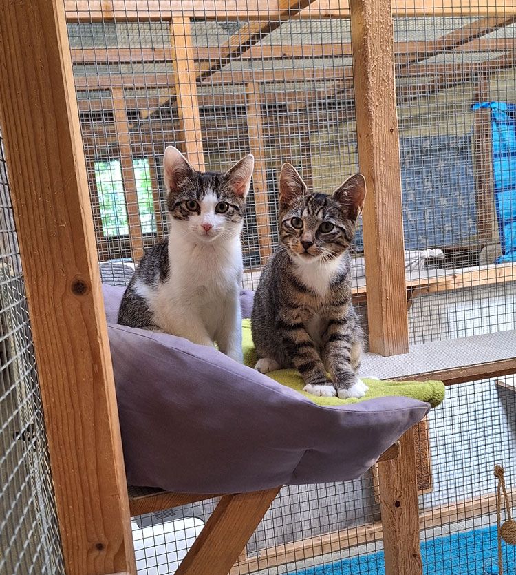 Katze Bild - Tierschutzverein Goslar und Umgebung aus Goslar