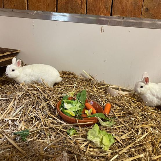 Kaninchen Bild - Tierschutzverein Goslar und Umgebung aus Goslar