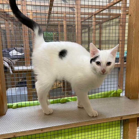 Katze Bild - Tierschutzverein Goslar und Umgebung aus Goslar