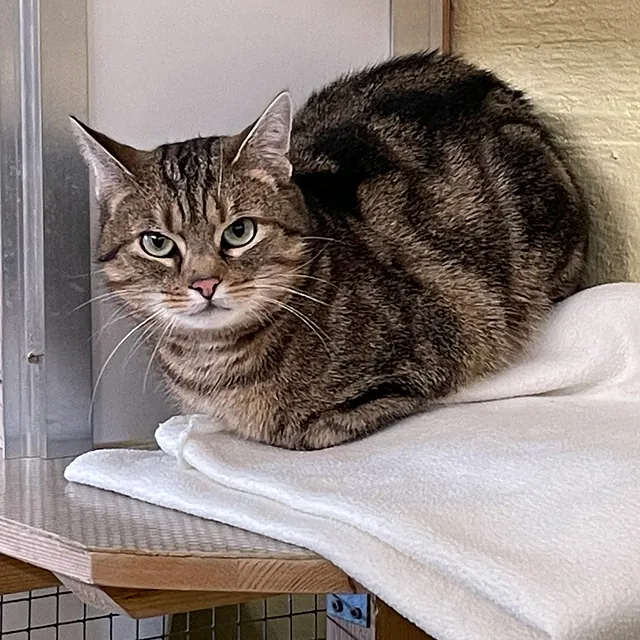 Katze Bild - Tierschutzverein Goslar und Umgebung aus Goslar