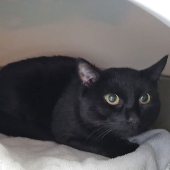 Katze Bild - Tierschutzverein Goslar und Umgebung aus Goslar