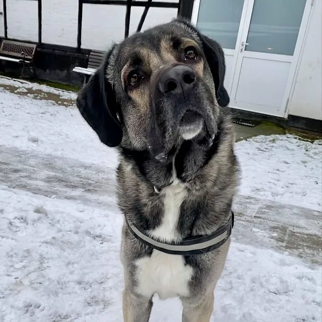 Hund Bild - Tierschutzverein Goslar und Umgebung aus Goslar