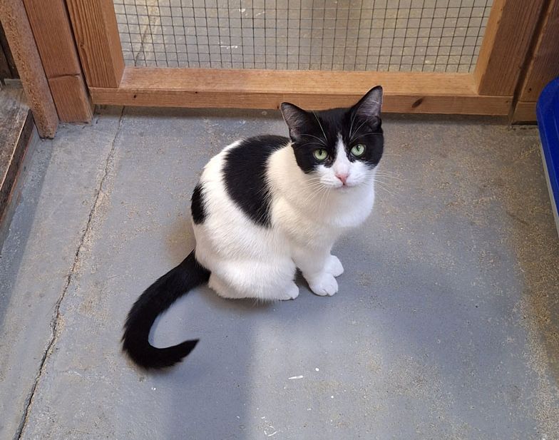 Katze Bild - Tierschutzverein Goslar und Umgebung aus Goslar