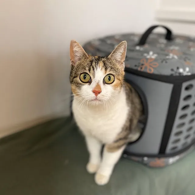Katze Bild - Tierschutzverein Goslar und Umgebung aus Goslar