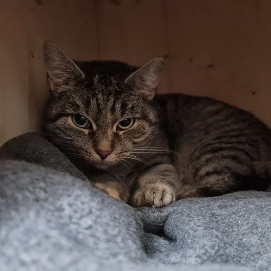 Katze Bild - Tierschutzverein Goslar und Umgebung aus Goslar