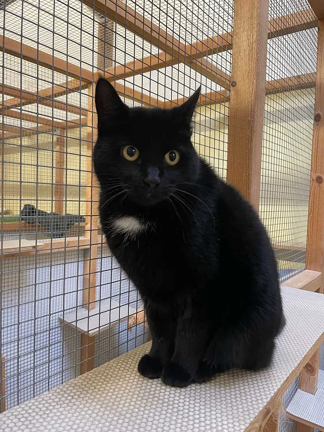 Katze Bild - Tierschutzverein Goslar und Umgebung aus Goslar