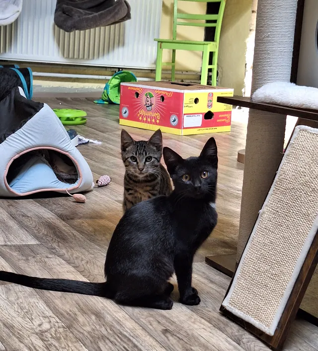 Katze Bild - Tierschutzverein Goslar und Umgebung aus Goslar