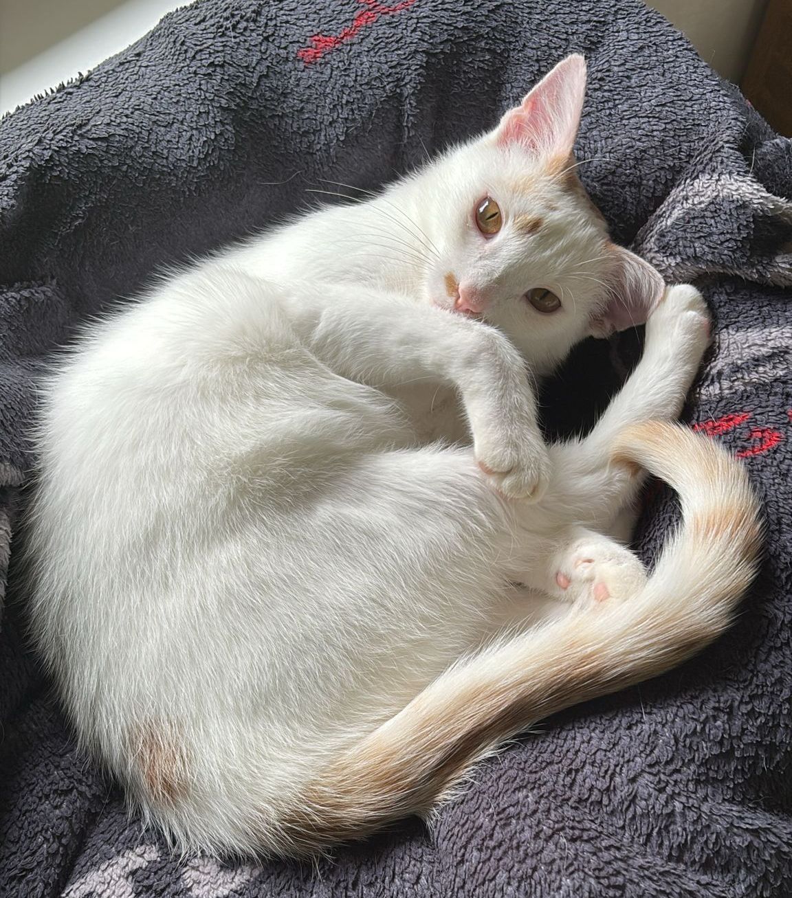 Katze Bild - Tierschutzverein Goslar und Umgebung aus Goslar