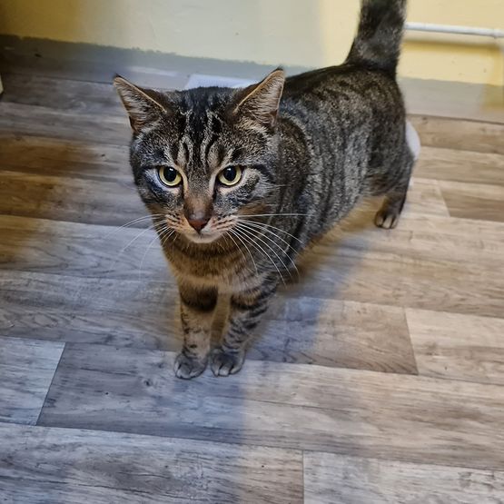 Katze Bild - Tierschutzverein Goslar und Umgebung aus Goslar