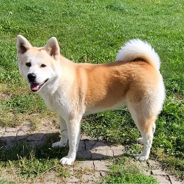 Hund Bild - Tierschutzverein Goslar und Umgebung aus Goslar