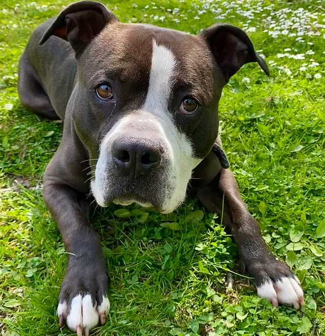Hund Bild - Tierschutzverein Goslar und Umgebung aus Goslar