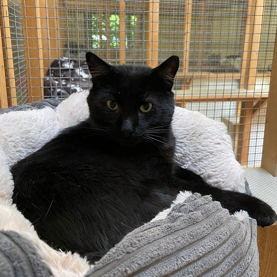 Katze Bild - Tierschutzverein Goslar und Umgebung aus Goslar