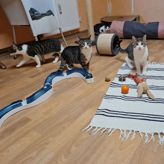 Katze Bild - Tierschutzverein Goslar und Umgebung aus Goslar