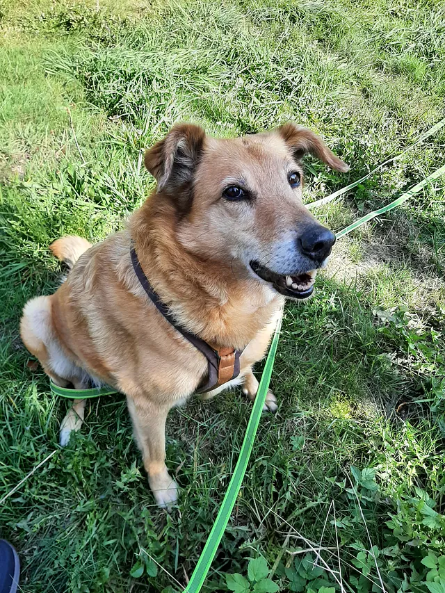 Kessi - Tierschutzverein Goslar und Umgebung aus Goslar