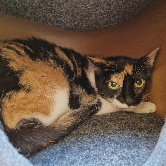 Katze Bild - Tierschutzverein Goslar und Umgebung aus Goslar