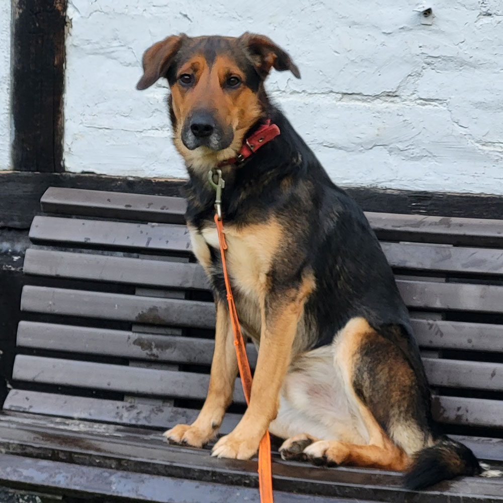 Hund Bild - Tierschutzverein Goslar und Umgebung aus Goslar