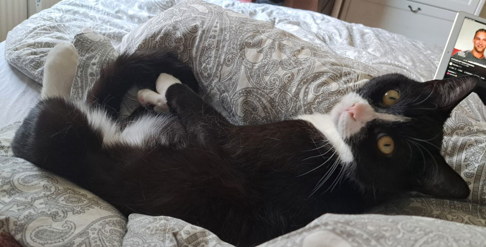 Katze Bild - Tierschutzverein Goslar und Umgebung aus Goslar