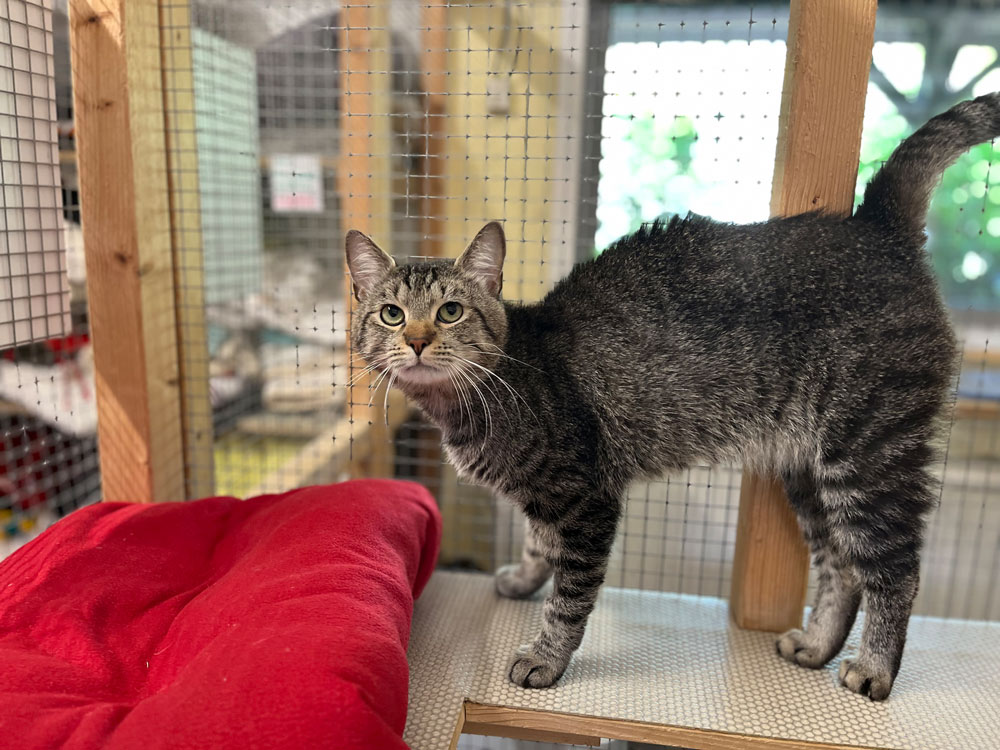 Katze Bild - Tierschutzverein Goslar und Umgebung aus Goslar