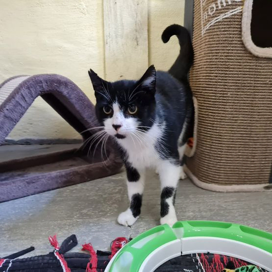 Katze Bild - Tierschutzverein Goslar und Umgebung aus Goslar