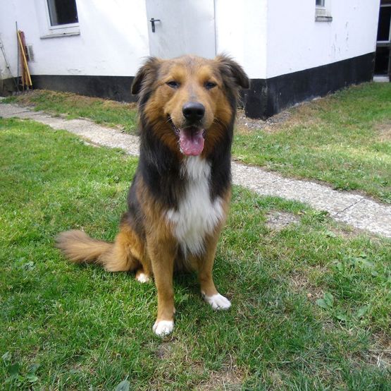 Hund Bild - Tierschutzverein Goslar und Umgebung aus Goslar