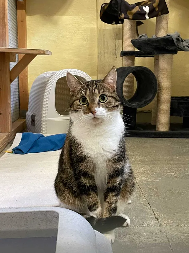 Katze Bild - Tierschutzverein Goslar und Umgebung aus Goslar