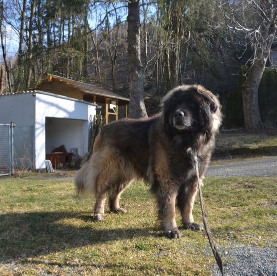Hund Bild - Tierschutzverein Goslar und Umgebung aus Goslar