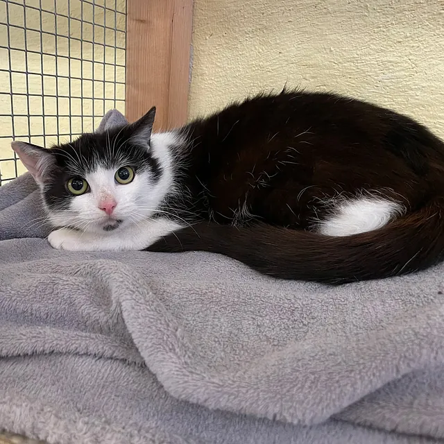 Katze Bild - Tierschutzverein Goslar und Umgebung aus Goslar
