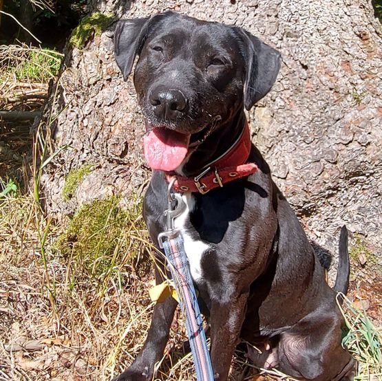 Hund Bild - Tierschutzverein Goslar und Umgebung aus Goslar