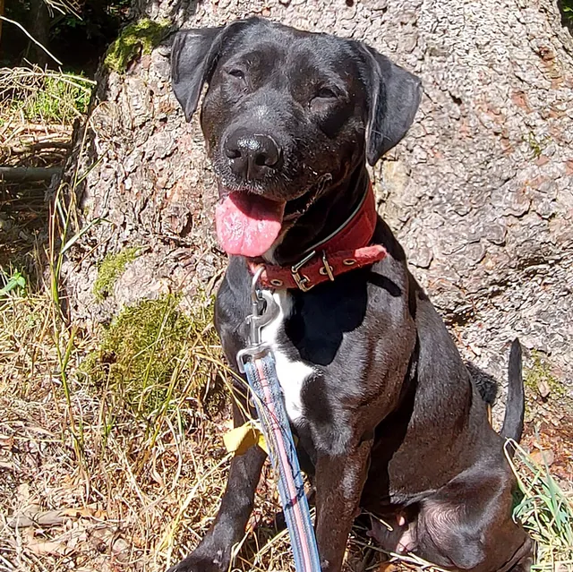 Hund Bild - Tierschutzverein Goslar und Umgebung aus Goslar