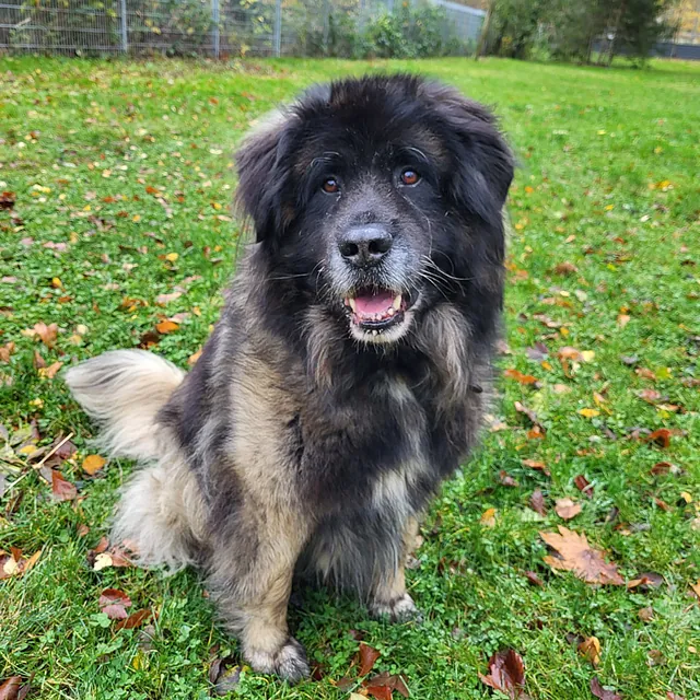 Hund Bild - Tierschutzverein Goslar und Umgebung aus Goslar