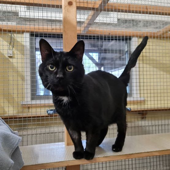 Katze Bild - Tierschutzverein Goslar und Umgebung aus Goslar