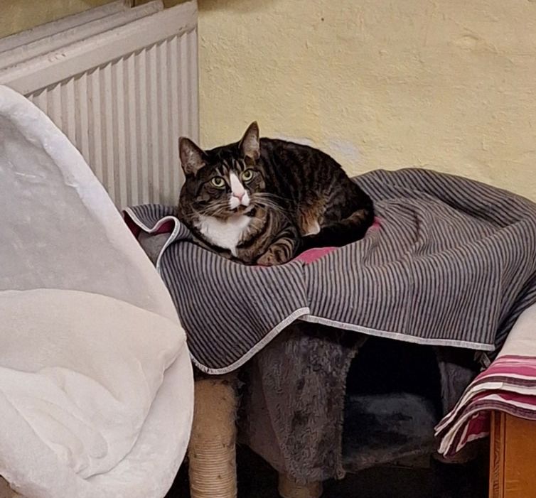 Katze Bild - Tierschutzverein Goslar und Umgebung aus Goslar