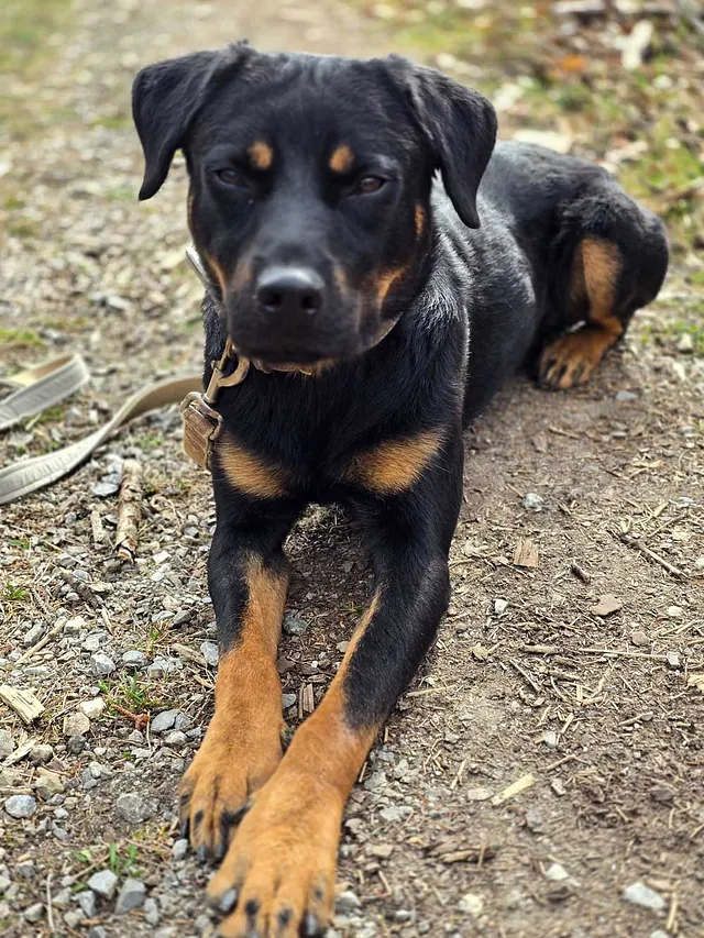 Hund Bild - Tierschutzverein Goslar und Umgebung aus Goslar